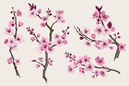 Sakura. Pink Cherry Blossom Branch. Vector Botanical Illustration. Royalty Free Cliparts, Vectors, And Stock Illustration. Image 93216381.