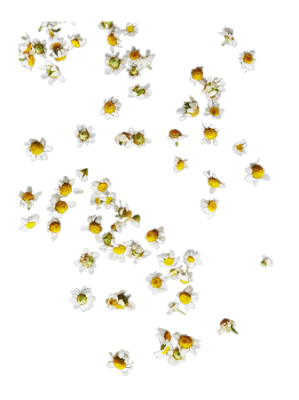 chamomile flowers herbs plants