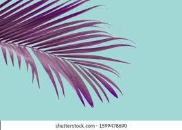 purple palm leaf - Google Search