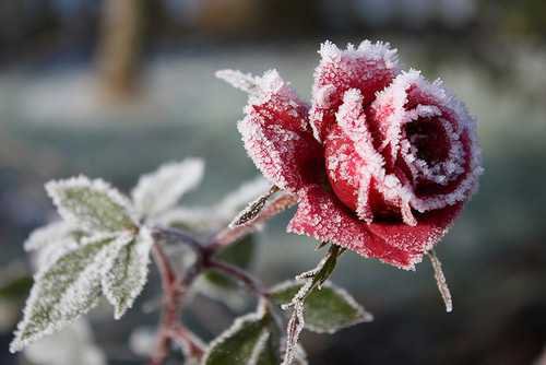 snowy rose