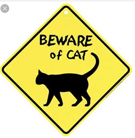 beware of cat