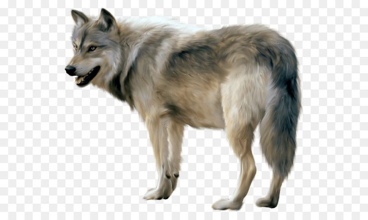 wolf png - Google Search