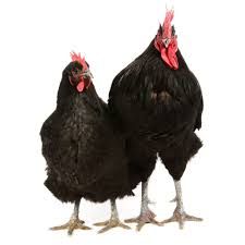 black chicken png - Google Search