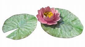 lilypads png - Yahoo Search Results Image Search Results
