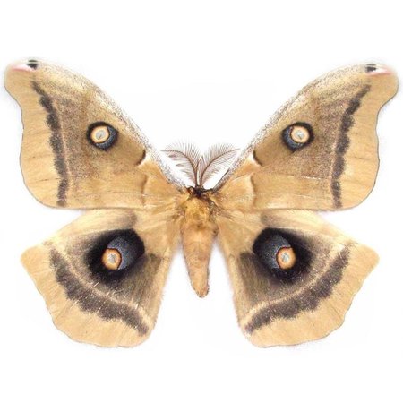 One Real Antheraea oculea male saturn moth Arizona USA | Etsy