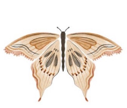 Neutral Butterfly