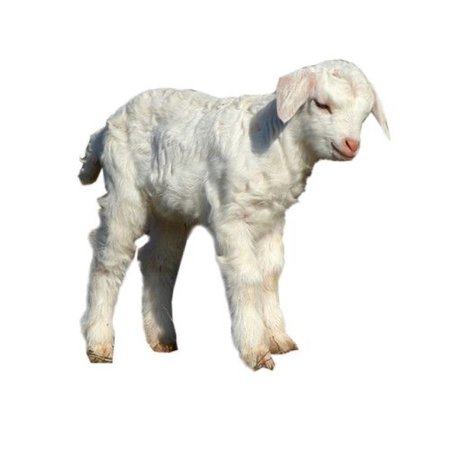 baby lamb png filler