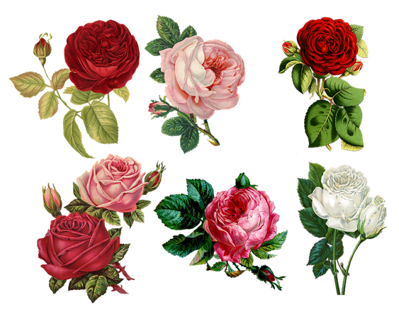 Roses Collage Vintage · Free image on Pixabay