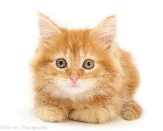 Ginger-Maine-Coon-kitten