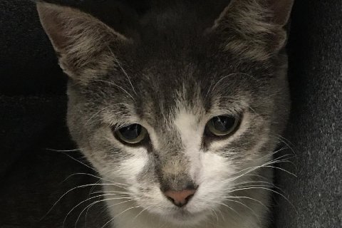 Zephyr | Pets Available | PAWS Chicago