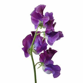 Dark Purple Designer Sweet Pea Flower | FiftyFlowers.com
