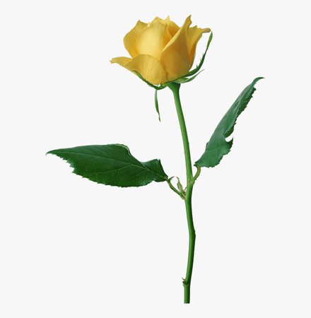 Yellow Roses Png - Yellow Rose Png, Transparent Png , Transparent Png Image - PNGitem