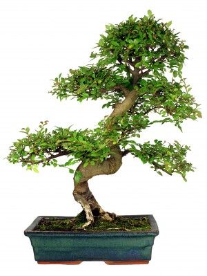 How to Grow Your Own Chinese Elm Bonsai | Grow A Bonsai Tree