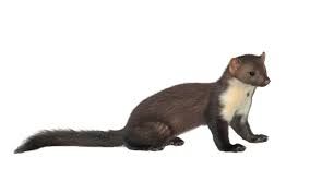 weasel png - Google Search