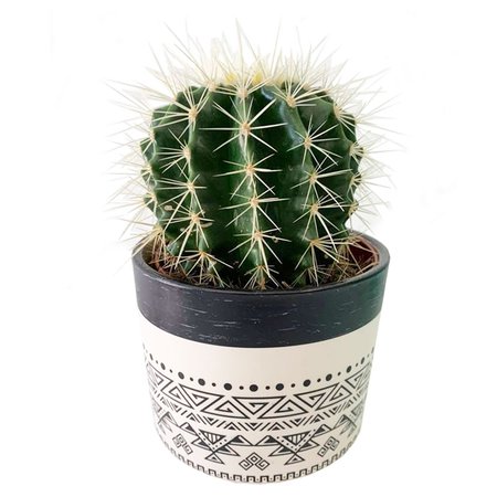 Barrel Cactus in Pot - MICRO PLANT STUDIO