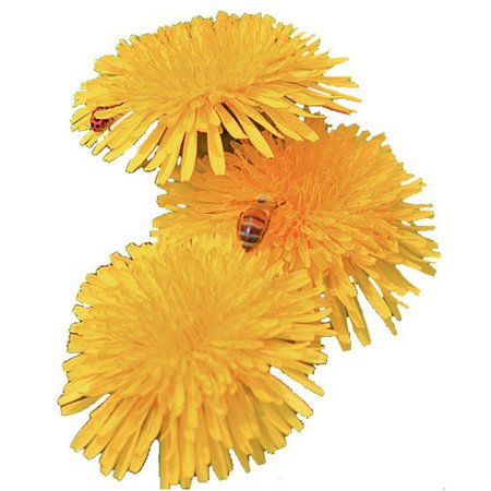 yellow flower png filler
