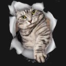 Domestic Tabby- kitten T-Shirt | Zazzle.com