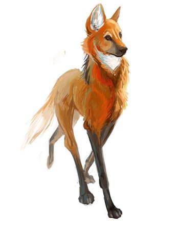 maned wolf transparent - Google Search
