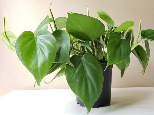 Philodendron cordatum Green Philodendron Heart-Shaped | Etsy