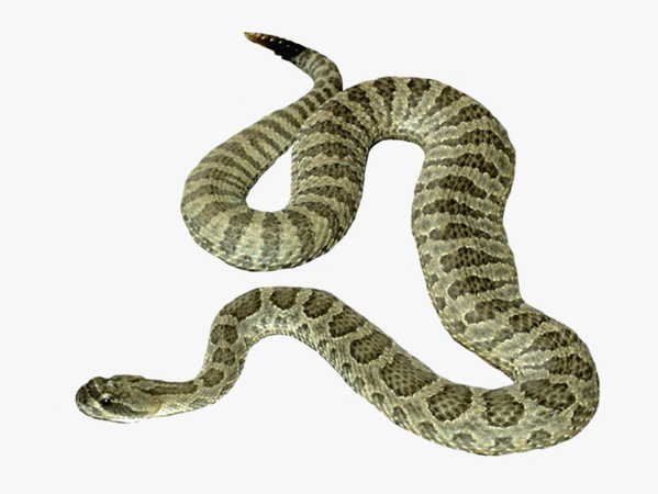 snake png - Google Search