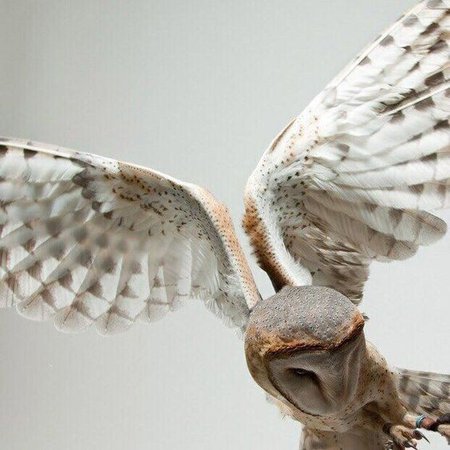 athena aesthetic owl
