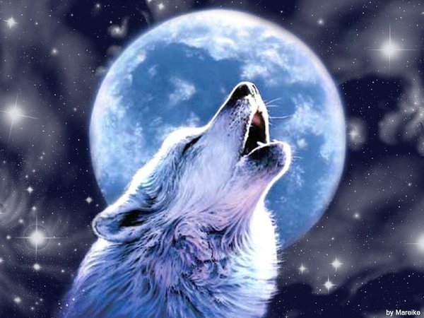 pretty wolf pictures howl