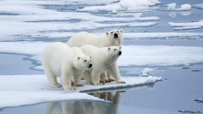 polar bear | Description, Habitat, & Facts | Britannica