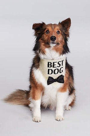 Dog & Cat Pet Wedding Accessories | Davids Bridal