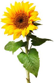 sunflower png - Google Search