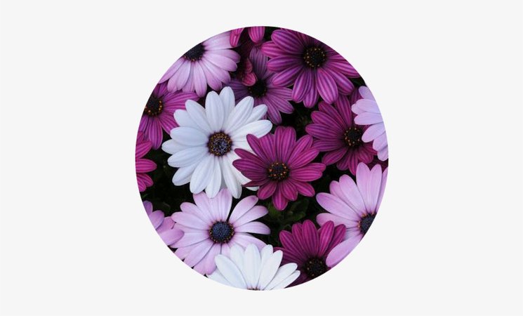 Tumblr Flower Flowers Flores Purple White Blanco Morado - Spanish Daisy 'akila' Mix - Free Transparent PNG Download - PNGkey