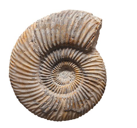 dinosaur shell fossil ;3