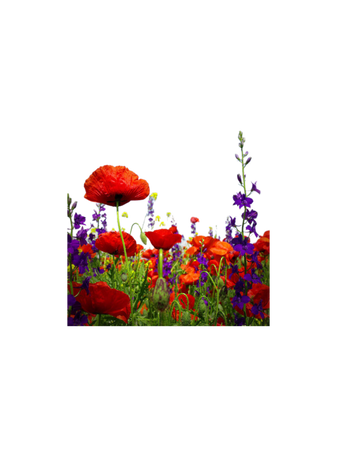 poppies wildflowers spring floral background