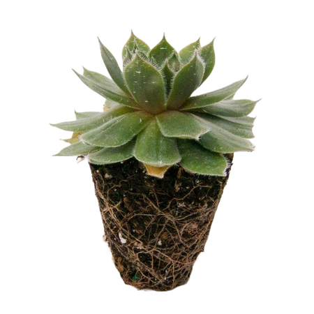 @darkcalista succulent plant png