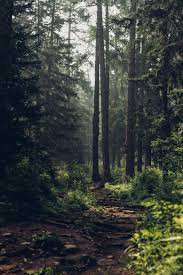 forest - Google Search