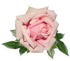 beautiful pink roses png – Recherche Google
