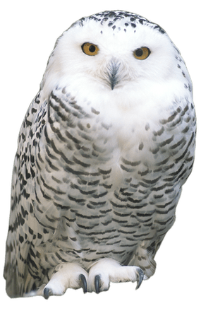 owl png transparent