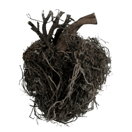 soil heart
