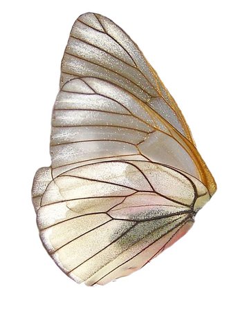 butterfly wing