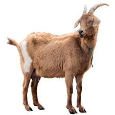 goat png - Google Search