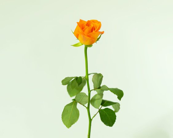 orange/yellow single rose vase - Google Search
