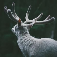 Caribou (people outside of North America call them reindeer)