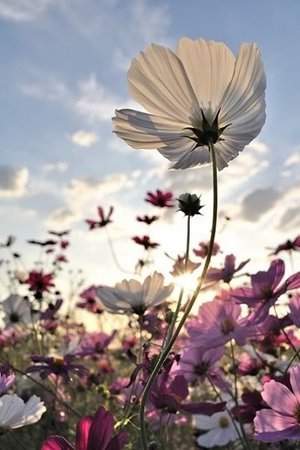 Top 10 Wonderful Flower Photos - Top Inspired