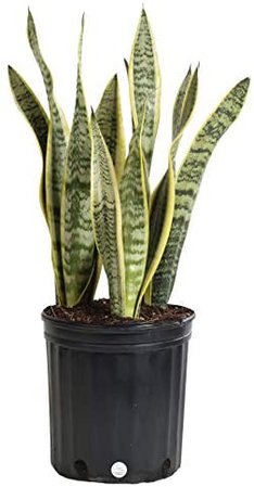 Amazon.com : Costa Farms Snake Plant, Sansevieria laurentii, Live Indoor Plant, 2 to 3-Feet Tall, Ships in Grow Pot, Fresh From Our Farm, Excellent Gift : Patio, Lawn & Garden