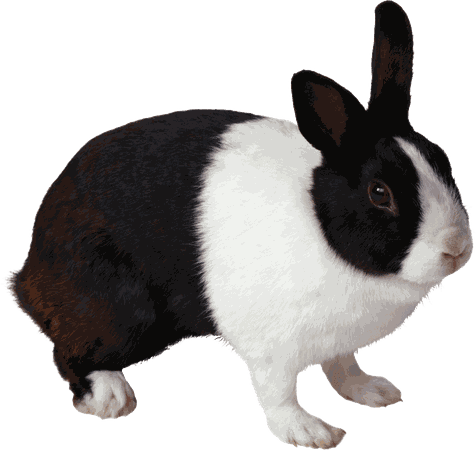 Download black and white rabbit PNG Image for Free