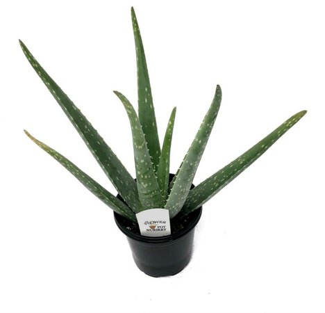 FlowerPotNursery Aloe Vera Plant Medicinal 4 Pot | Etsy