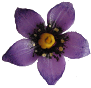 nightshade flower