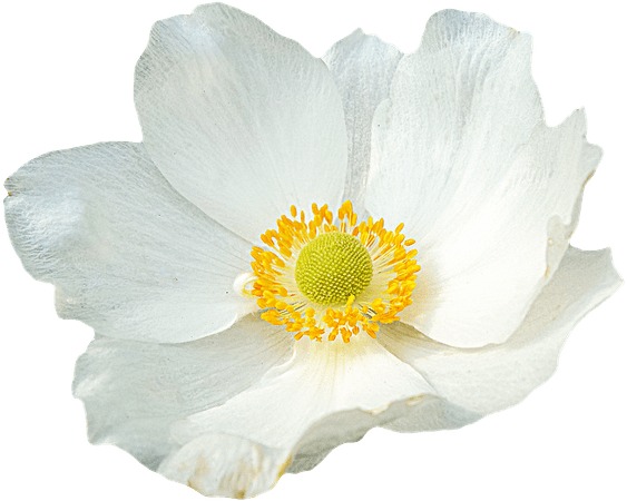 Png Clipping Flower - Free photo on Pixabay