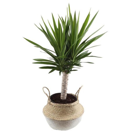 Costa Farms 10-in Yucca Cane in Seagrass Planter (Yuc1) in the House Plants department at Lowes.com