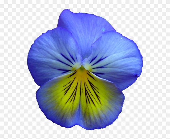 Pansy Clipart Transparent - Blue And Yellow Pansy, HD Png Download - 580x606(#2920382) - PngFind