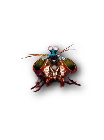 Mantis Shrimp ocean animals